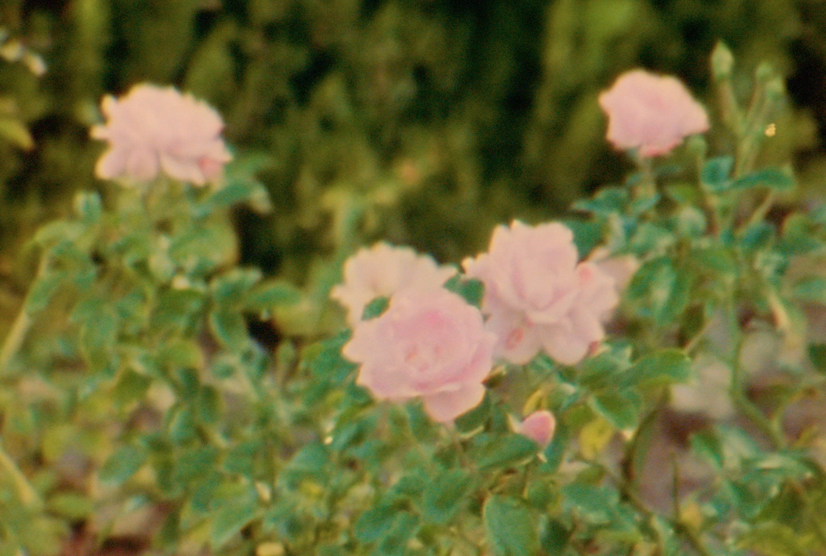 Sant Jordi, Catalan Celebration of Love and Literature