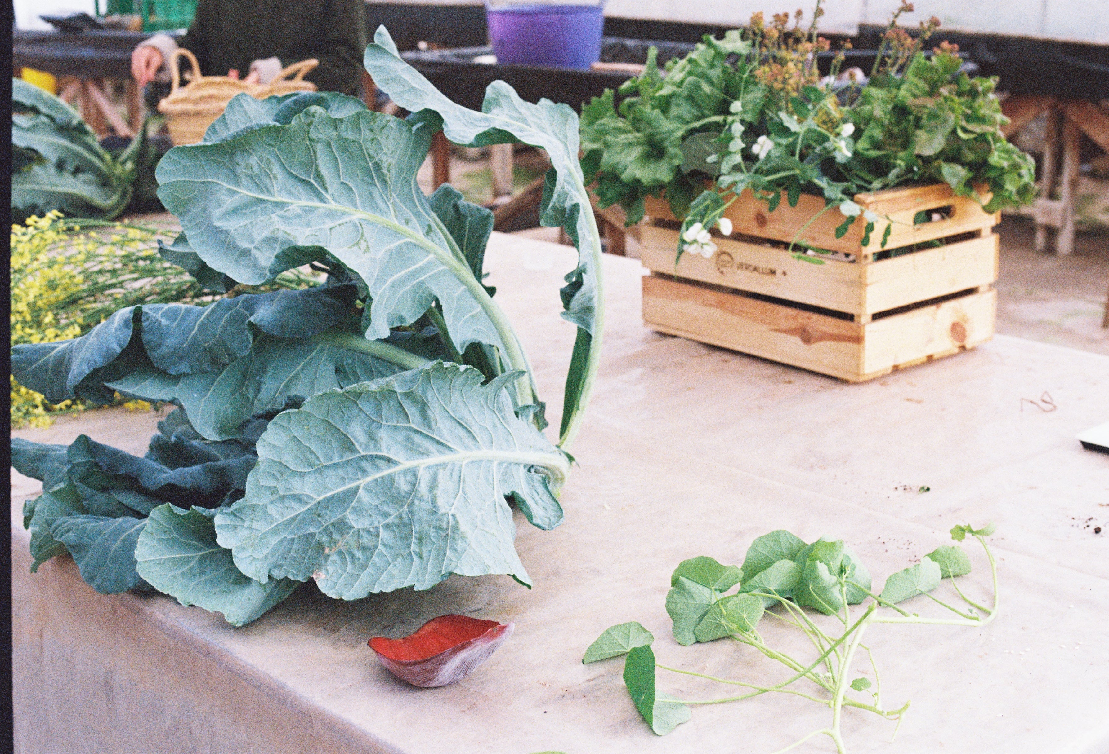 Our Summer Fundraiser: An Evening in Support of Visions For Children e.V.